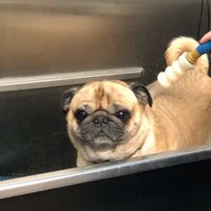 Meet your Posher, Sean